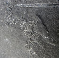 Annularia galioides